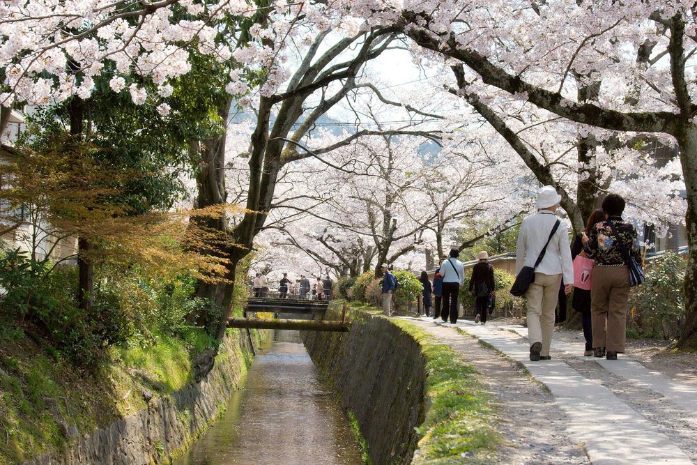 Philosopher’s Path:** This walking path follows a canal and is lined with numerous cherry trees.