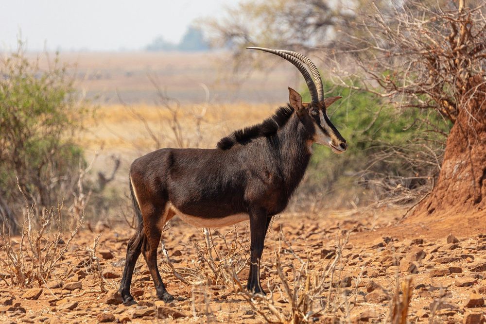 Botswana, a gem in Southern Africa, offers unparalleled safari experiences