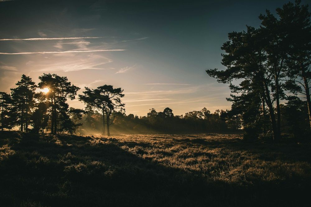 Rendlesham Forest, Woodbridge, UK