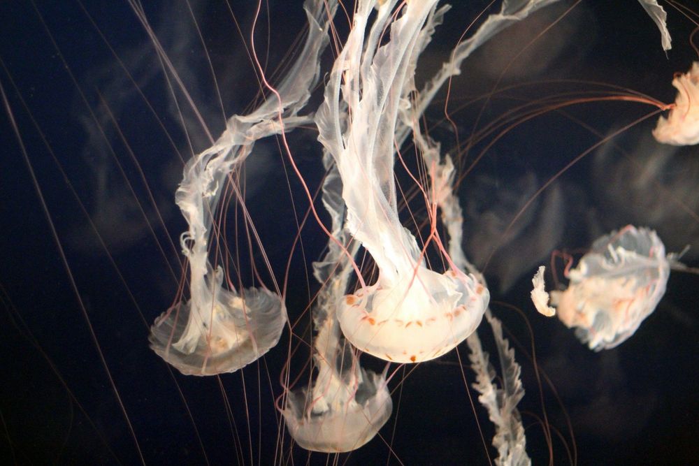 Jellyfish at the Vancouver Aquarium