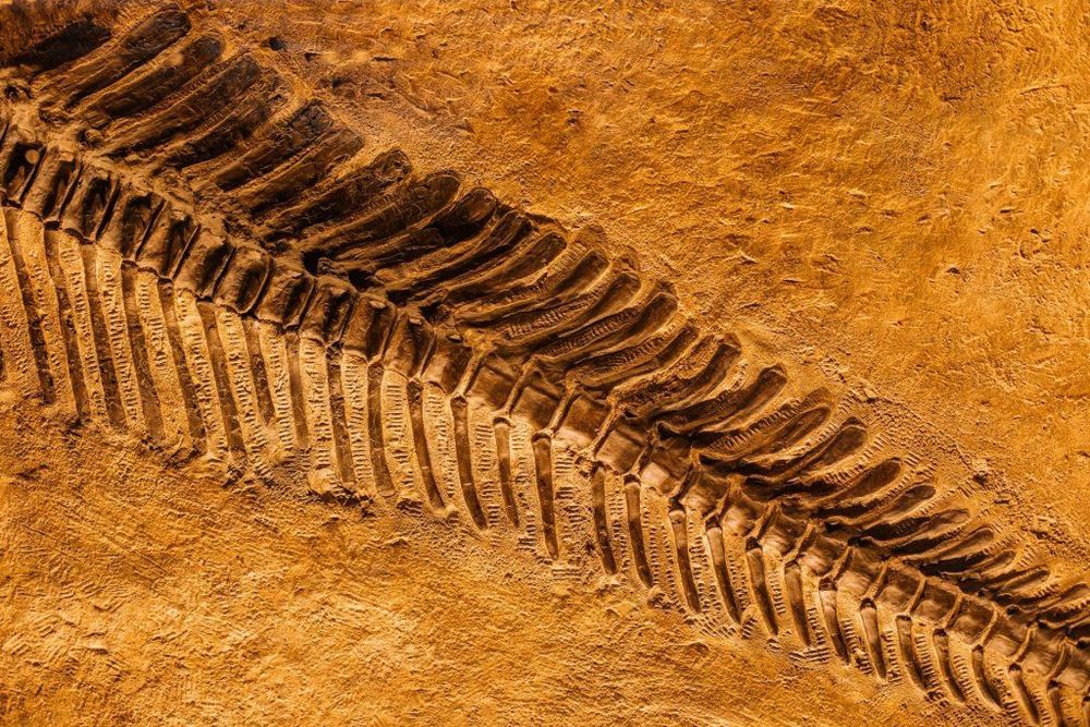 Argentina Has the World’s Largest Dinosaur