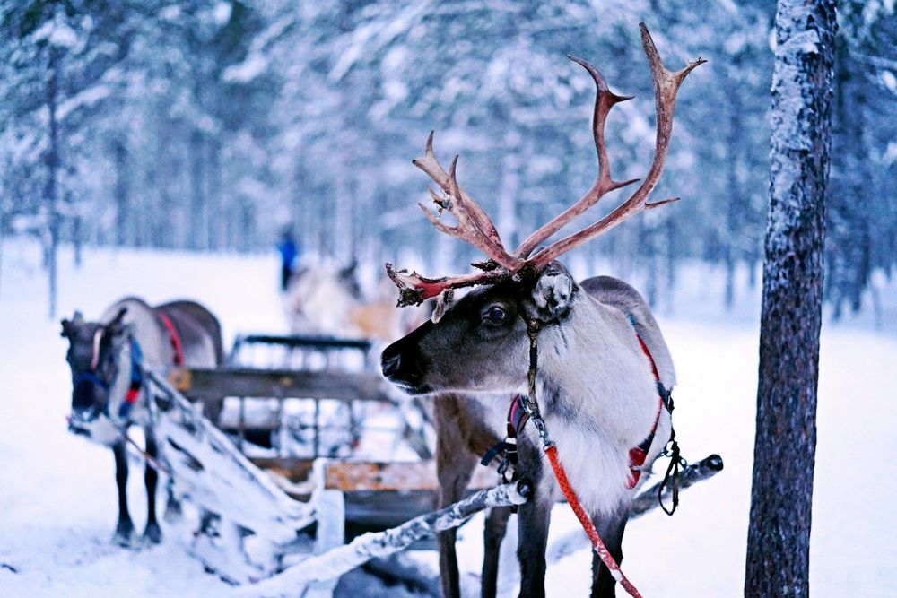 reindeer-with-a-sleigh