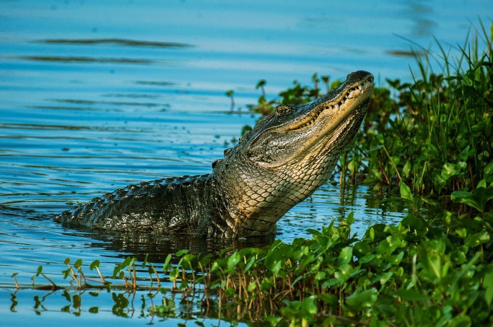 Alligators Outnumber People in Florida