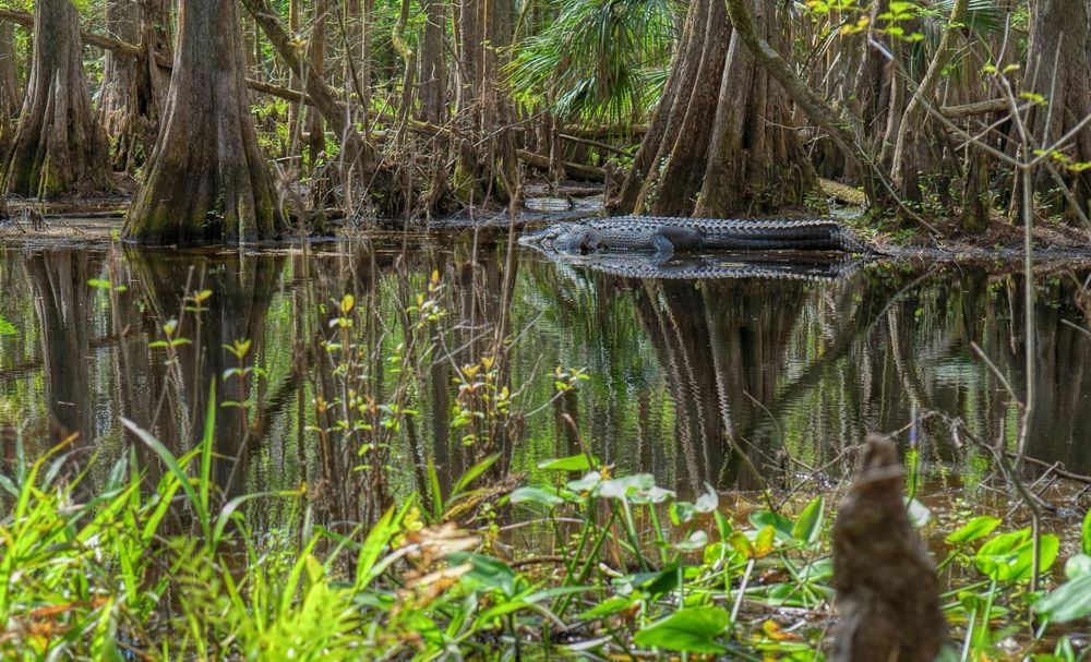 The Everglades is unique regarding its rich flora and fauna. 