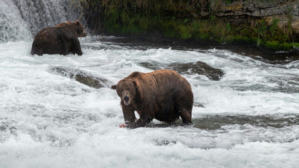 Alaska hosts about 98% of the entire U.S. brown bear population, with around 30,000 brown bears living within the state