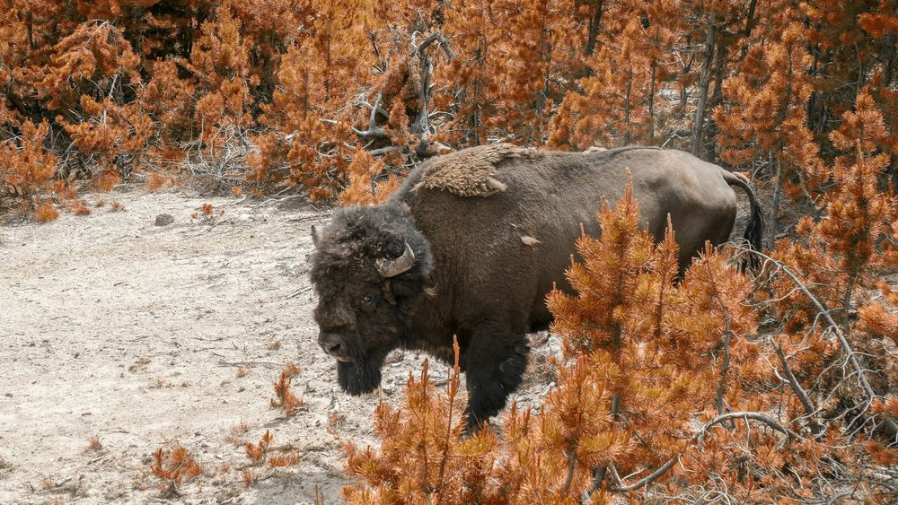 Yellowstone National Park, USA