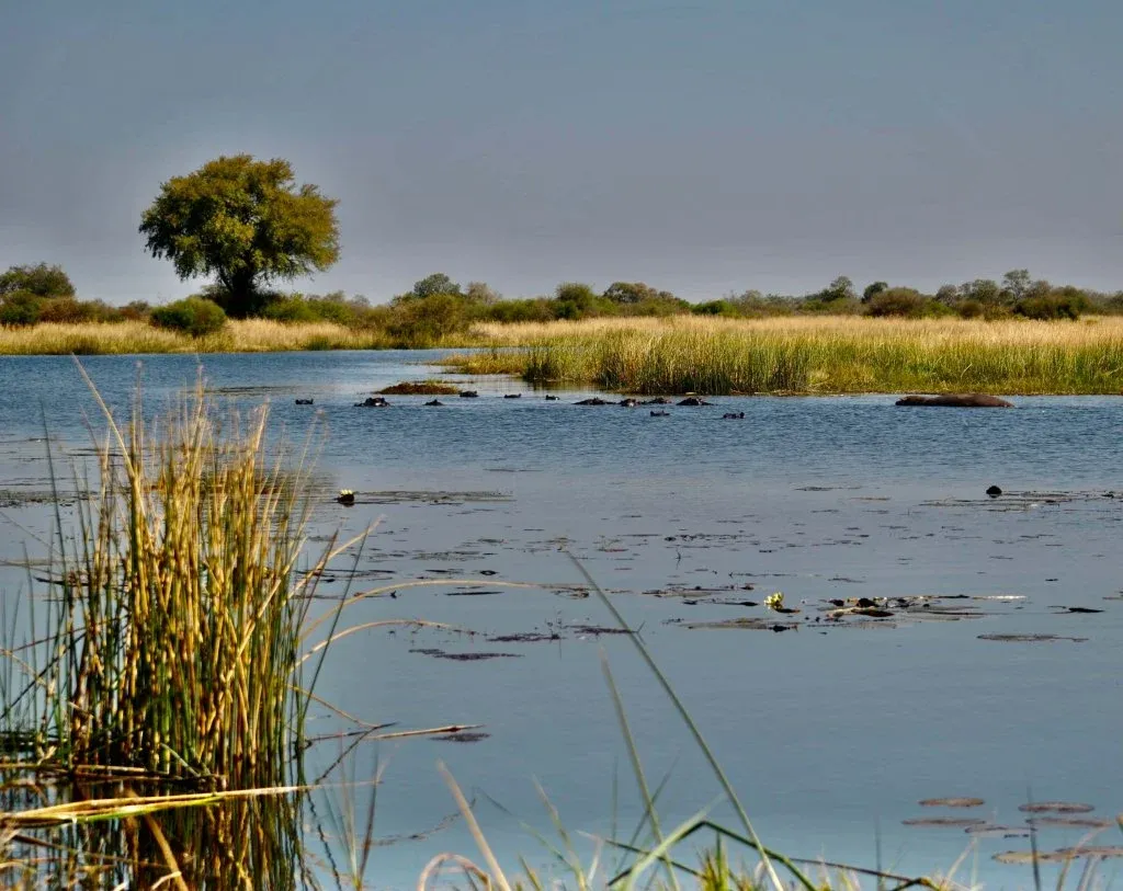 Okavango Delta in a Mokoro Canoe