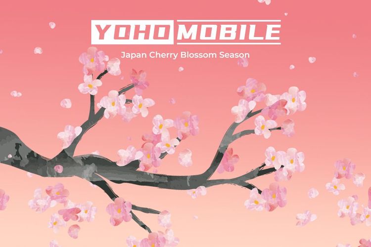 Find out when and where to witness the cherry, or sakura flower, blossom season in Japan