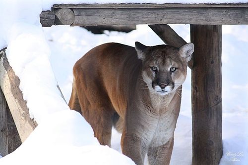 Saskatoon Forestry Farm Park and Zoo 