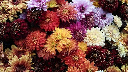 In traditional beliefs, chrysanthemums help cool the body and boost health.