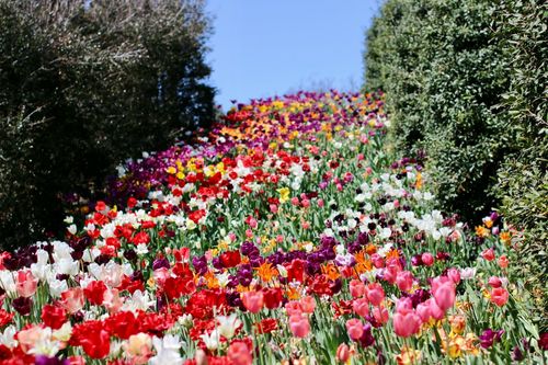 The Tulsa Botanic Garden is at 3900 Tulsa Botanic Dr, on the northwest side of town. 