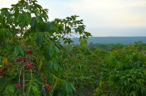 Explore Kona Coffee Farms