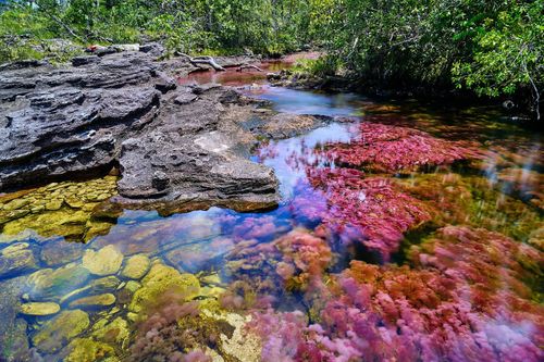 Caño Cristales is known as the 