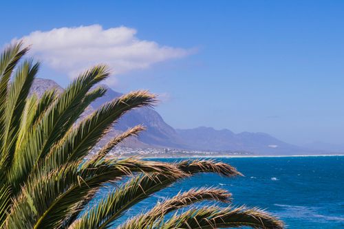 Whale watching season in Hermanus, South Africa is an opportunity to witness those giant creatures frolicking in the ocean