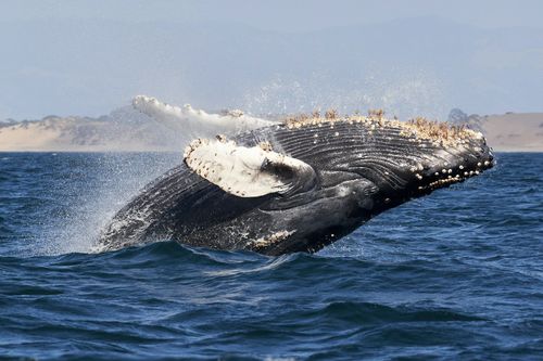 Southern Right Whale, (Eubalaena australis), the main attraction, is a huge creature that often likes to hang out near the shore, friendly, like a big puppy.