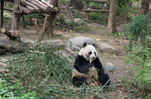 Chengdu Research Base of Giant Panda Breeding 