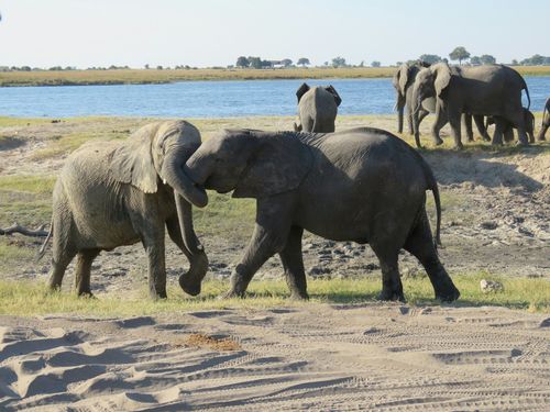 Chobe national park Elephant