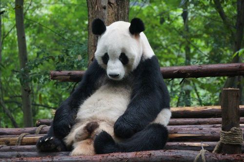 Giant Panda