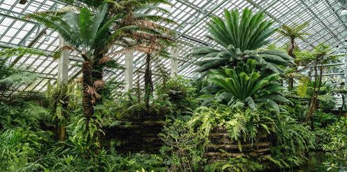 シカゴのガーフィールドパーク温室内の緑豊かな熱帯植物