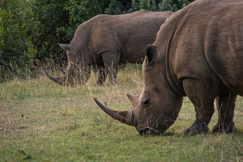 Whit our Africa travel guide visits a community-based wildlife project focused on rhino conservation.