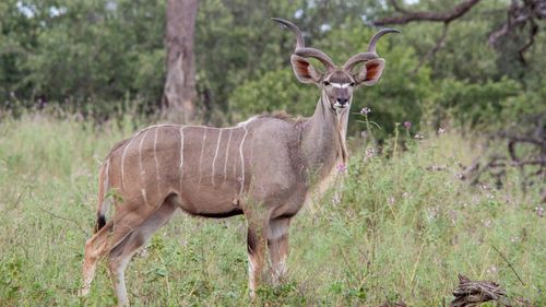 With our Africa travel guide visit Khwai Private Reserve is a community-run conservation area adjacent to the Moremi Game Reserve.