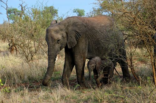 You can visit Kruger National Park our Africa travel guide