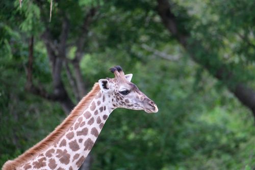 Selous Game Reserves