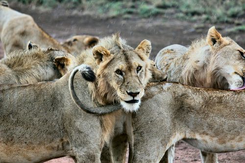 Visit with our Africa travel guide the Serengeti National Park