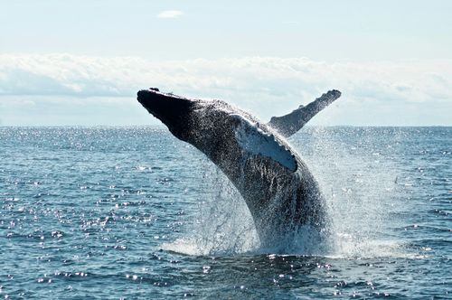 You can visit Hermanus whale festival with our Africa travel guide