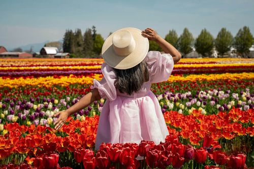 The Tulip Festival is a spring season celebration in Holland, akin to the Sakura season in Japan.