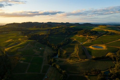 Fly Over Vineyards in a Balloon