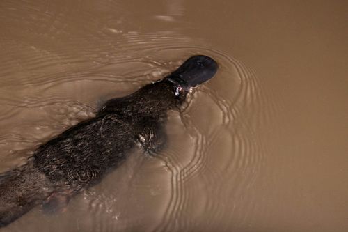 The duck-billed platypus (Ornithorhynchus anatinus) is an egg-laying mammal native to Australia.