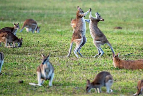 Australia is home to roughly 50 million kangaroos