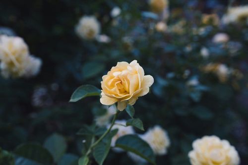 Rosas no International Rose Test Garden