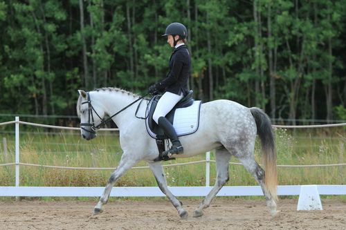 horseback riding in Wine Country