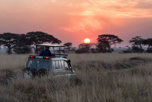 Safari family-friendly activity