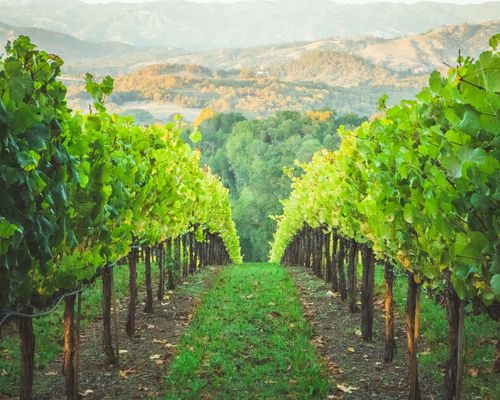 Santa Rosa Vineyard