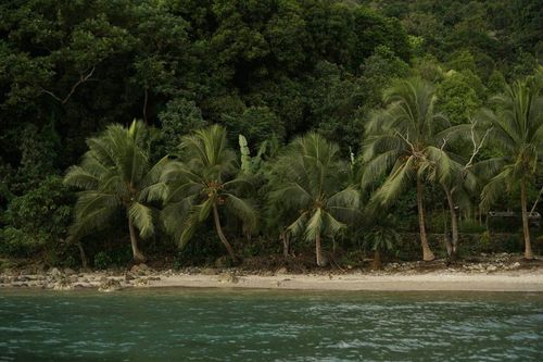 According to the Oceania travel guide, Malekula is the best place to see dugongs. 