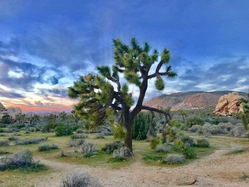 Visit Joshua Tree National Park