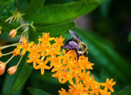 鮮やかなオレンジ色の花から蜜を集める蜂のクローズアップ。