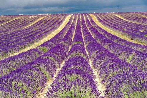 Provences and its lavander fields