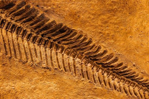 Argentina Has the World’s Largest Dinosaur