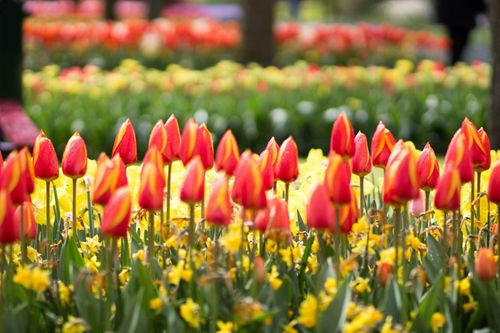 The Amsterdam Tulip Festival isn't just a one-place festival.