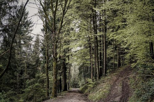 Nestled in south western Germany, the Black Forest lives up to its name.