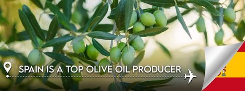 Spain Produces 44% of the World’s Olive Oil