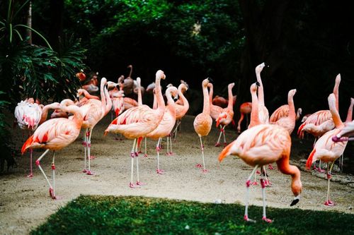 Visit the LA Zoo in Griffith Park