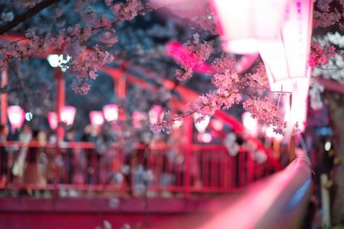 Admire Cherry Blossoms in Ueno Park