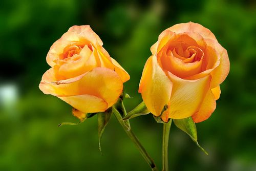 Colombia produces more roses than any other country