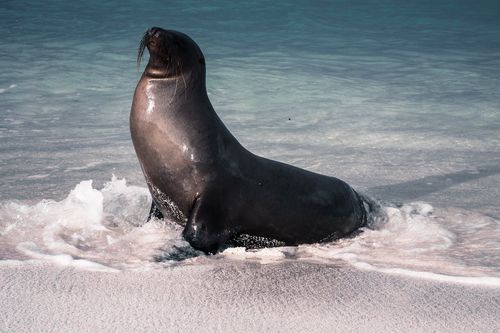 Galapagos Islands, Ecuador