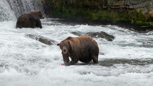 Alaska hosts about 98% of the entire U.S. brown bear population, with around 30,000 brown bears living within the state